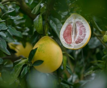 pomelo